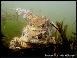Mr.and Mrs. Frogs.
They "produce" froggy baby :) by Veronika Matějková 